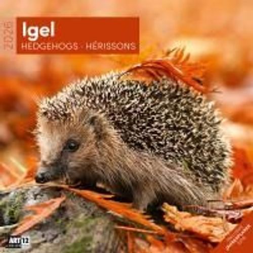 Igel Broschürenkalender 2026 - 30x30 - Art12