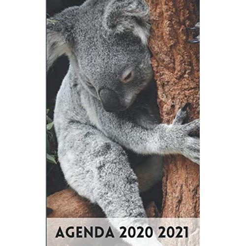 Agenda Scolaire - Rentrée Septembre 2020 / Couverture : Koala Animal Sauvage Australie / 300 Pages