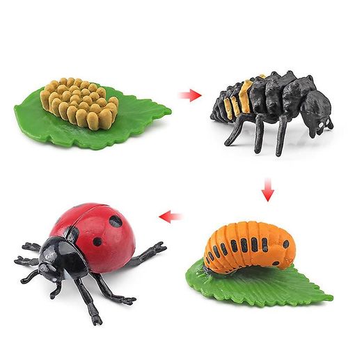 4 Pices Jouets D'insectes, Cycle De Croissance De Coccinelle Sept toiles, Jouet De Figurines D'insectes, Jouets ducatifs Prcoces Projet Scientifique Cadeau D'anniversaire De Nol Pour Les Enfants