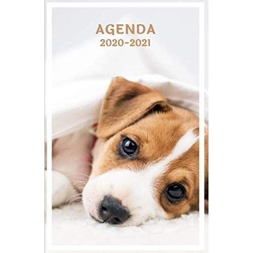 Agenda 2020 2021: Agenda Journalier Chiot Jack Russell (Septembre 2020-Août 2021) | Agenda Pour Fille | Collège, Lycée, Étudiante