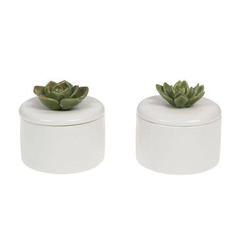 Boîte plante grasse (1 modèle aléatoire)