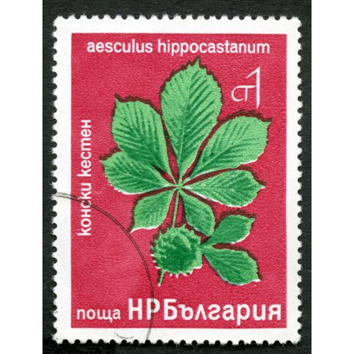Timbre Oblitéré Bulgarie, Aesculus Hippocastanum, Ct 1