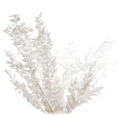 45 Cm SéChéEs pour Toujours ConservéEs Ruscus Fleurs Bricolage DéCoration Florale Bouquet de Fleurs SèChes pour Mariage DéCor à