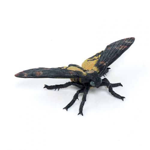 La Vie Sauvage Papillon De Nuit