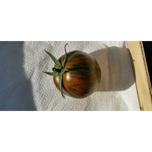 Tomate Rayée "Black Zebra" - 15 Graines