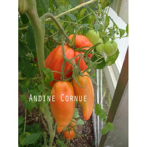 Tomate Ancienne "Andine Cornue" - 15 Graines