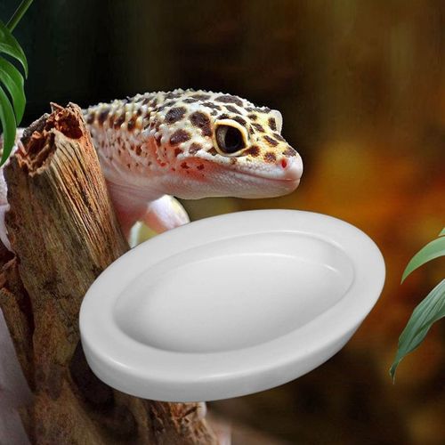 Ver Plat En Céramique Pour Reptile, Mini Nourriture Pour Lézard, Anoles, Dragons Barbu, Bols D'eau Blancs, Bol D'alimentation