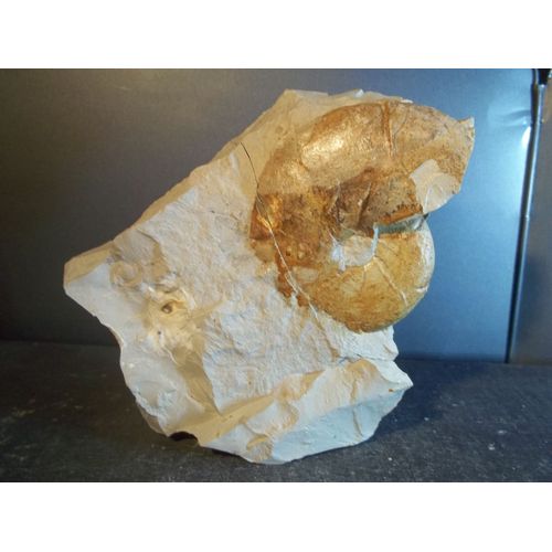 Fossile. Ammonite Sur Gangue. Mollusque Céphalopode. Crétacé Supérieur. Alpes De Haute Provence, France. Zoologie, Paléontologie