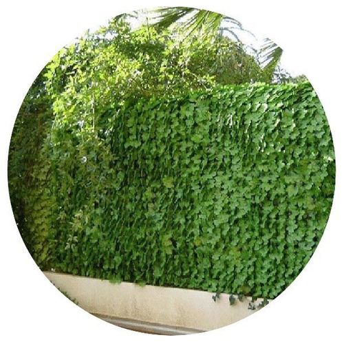 Haie Artificielle Jeunes Feuilles De Lierre En Rouleau (Lot De 6) 1 X 3 M