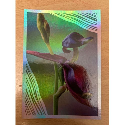 (4102) Image Panini 189 Le Monde Des Animaux Mille Et Une Couleurs 