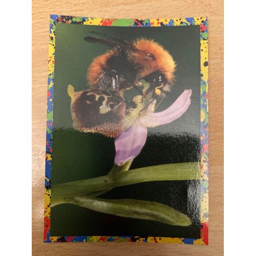 (4395) Image Panini 188 Le Monde Des Animaux Mille Et Une Couleurs 