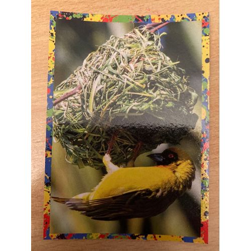 (4025) Image Panini 39 Le Monde Des Animaux Mille Et Une Couleurs 