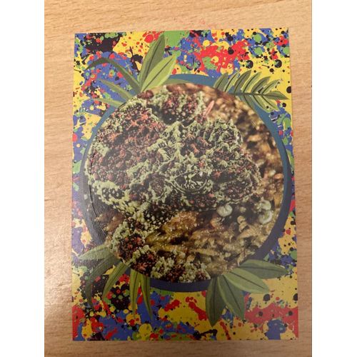 (4076) Image Panini X8 Le Monde Des Animaux Mille Et Une Couleurs 