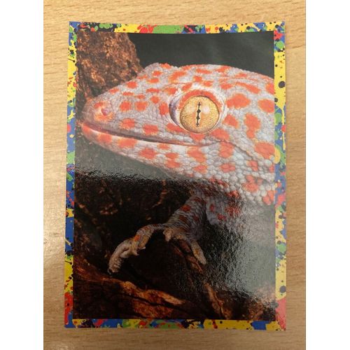 (4093) Image Panini 163 Le Monde Des Animaux Mille Et Une Couleurs 