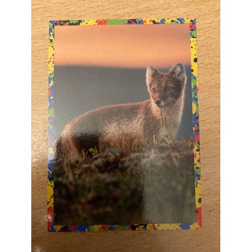 (4075) Image Panini 122 Le Monde Des Animaux Mille Et Une Couleurs 