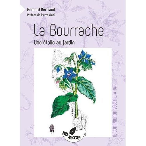 La Bourrache, Une Étoile Au Jardin !