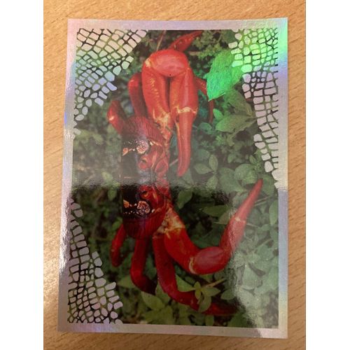 (4085) Image Panini 9 Le Monde Des Animaux Mille Et Une Couleurs 