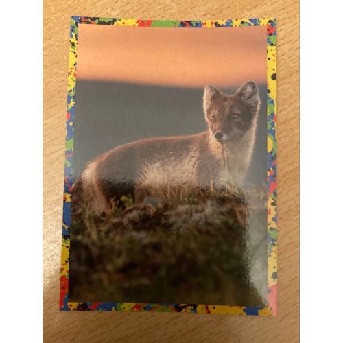 (362) Image Panini 122 Le Monde Des Animaux Mille Et Une Couleurs 