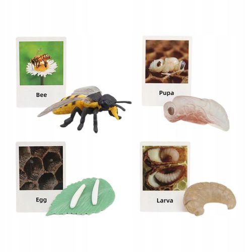 Figurines Du Cycle De Vie Jouet Biologie Science Éducation Précoce Croissance Animale Abeille