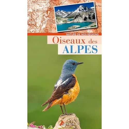 Oiseaux Des Alpes