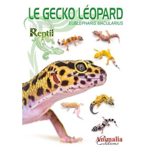 Le Gecko Léopard - Eublepharis Macularius