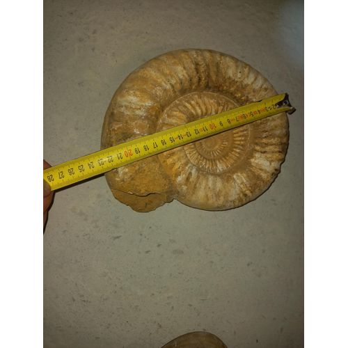 Ammonite