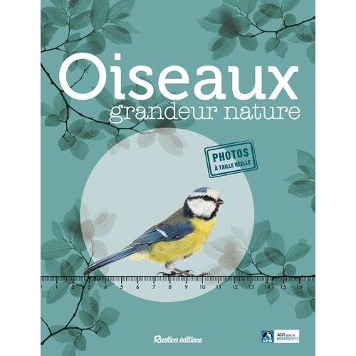 Oiseaux Grandeur Nature