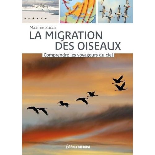 La Migration Des Oiseaux - Comprendre Les Voyageurs Du Ciel