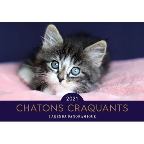 Chatons Craquants