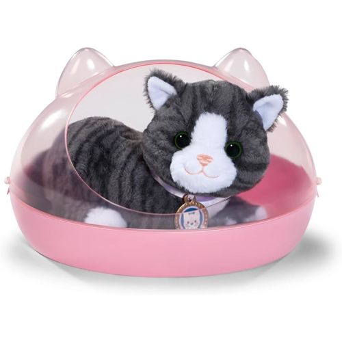 Mon chat Cookie avec boîte