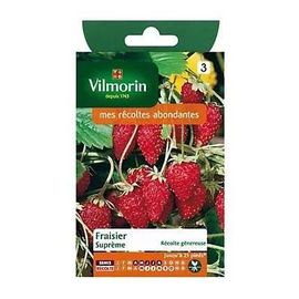Graines De Fraisier 4 Saisons Suprême