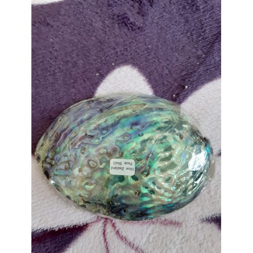 Coquillage De Nouvelle-Zélande