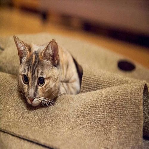 Activité Pour Animaux De Compagnie Tapis De Jeu Chat Jouet Morsure Couverture D'entraînement Pour Animaux De Compagnie Libération Du Stress