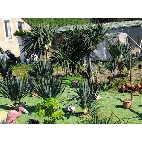 Yucca Gloriosa, Ou Yucca Superbe Plant 15 À 20 Cm