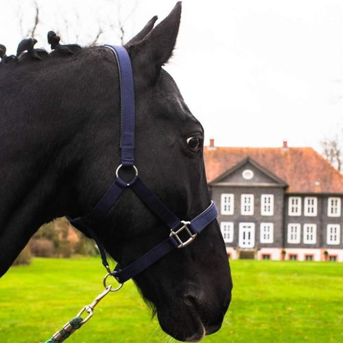 Shiba-Licol Pour Sang Chaud, Sang, Sang Froid, Poney - Licol En Osier, 2 Boucles À Ardillon Réglables, Sûr Et Indéchirable (Bleu, [1