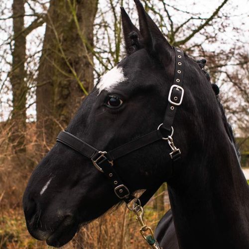 Shiba-Licol Pour Sang Chaud, Sang, Sang Froid, Poney - Licol En Osier, 2 Boucles À Ardillon Réglables, Sûr Et Indéchirable (Noir, [1