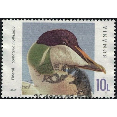 Roumanie 2022 Oblitéré Used Canard Plongeur Somateria Mollissima Eider À Duvet Y&t Ro 6896 Su