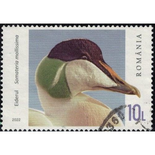 Roumanie 2022 Oblitéré Used Canard Plongeur Somateria Mollissima Eider À Duvet Y&t Ro 6896 Su