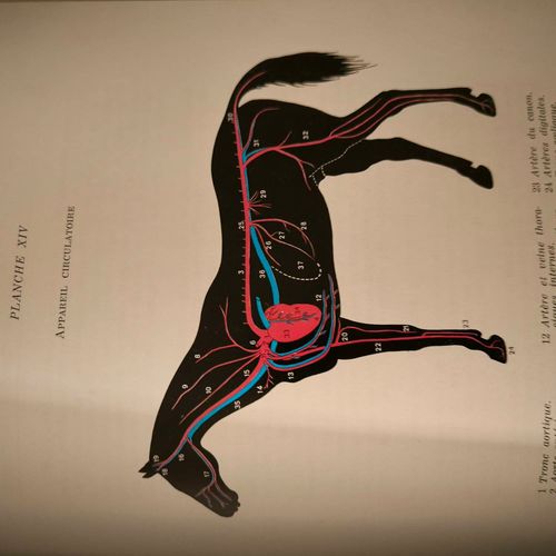 Encyclopédie Du Cheval Par Marcenac Et Aublet ( Maloine Édition 1969)