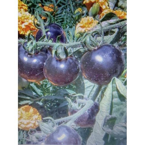 Tomate Ossue Blue,  20graines