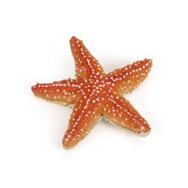 L'univers Marin Etoile De Mer