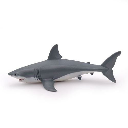 L'univers Marin Requin Blanc