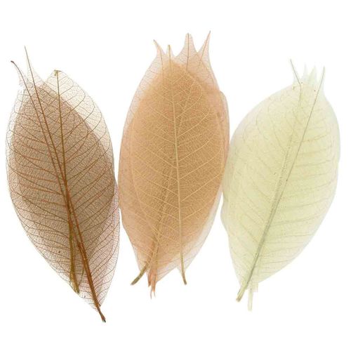 Squelettes De Feuilles Assortiment Naturel 8 Cm 20 Pièces