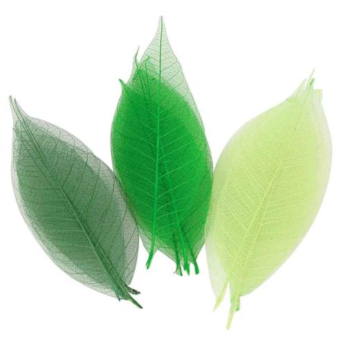 Squelettes De Feuilles Assortiment Vert 8 Cm 20 Pièces
