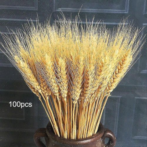 Meilleur vendeur-100 pièces Tiges de blé séché naturel Gerbes de blé doré Tiges Récolte d¿automne Bouquet de blé Bouquet pour bricolage Arrangements floraux Action de grâce