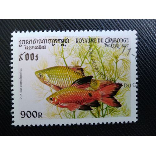 Timbre Cambodge Y T 1470 Barbus Rose (Puntius Conchonius) 1997 (140509 )