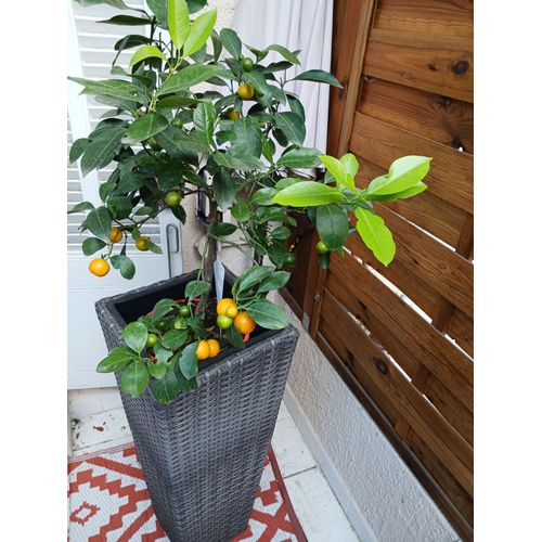 Cache-Pot Plastique Stressé Gris Avec Bac Intérieur Noir +Calamondin Citrus Mandarinier Avec Fruits