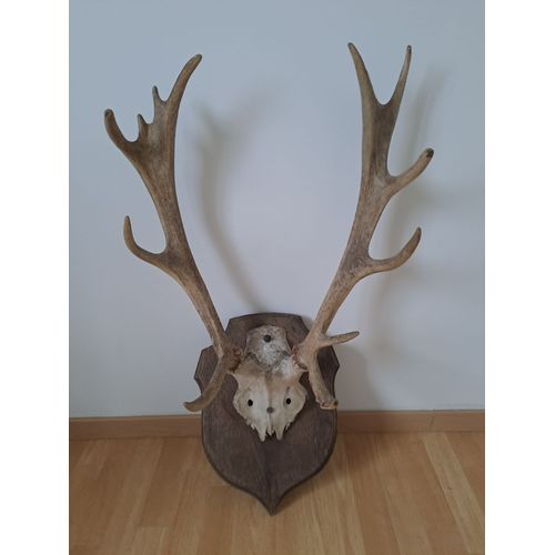 Cornes de cerf