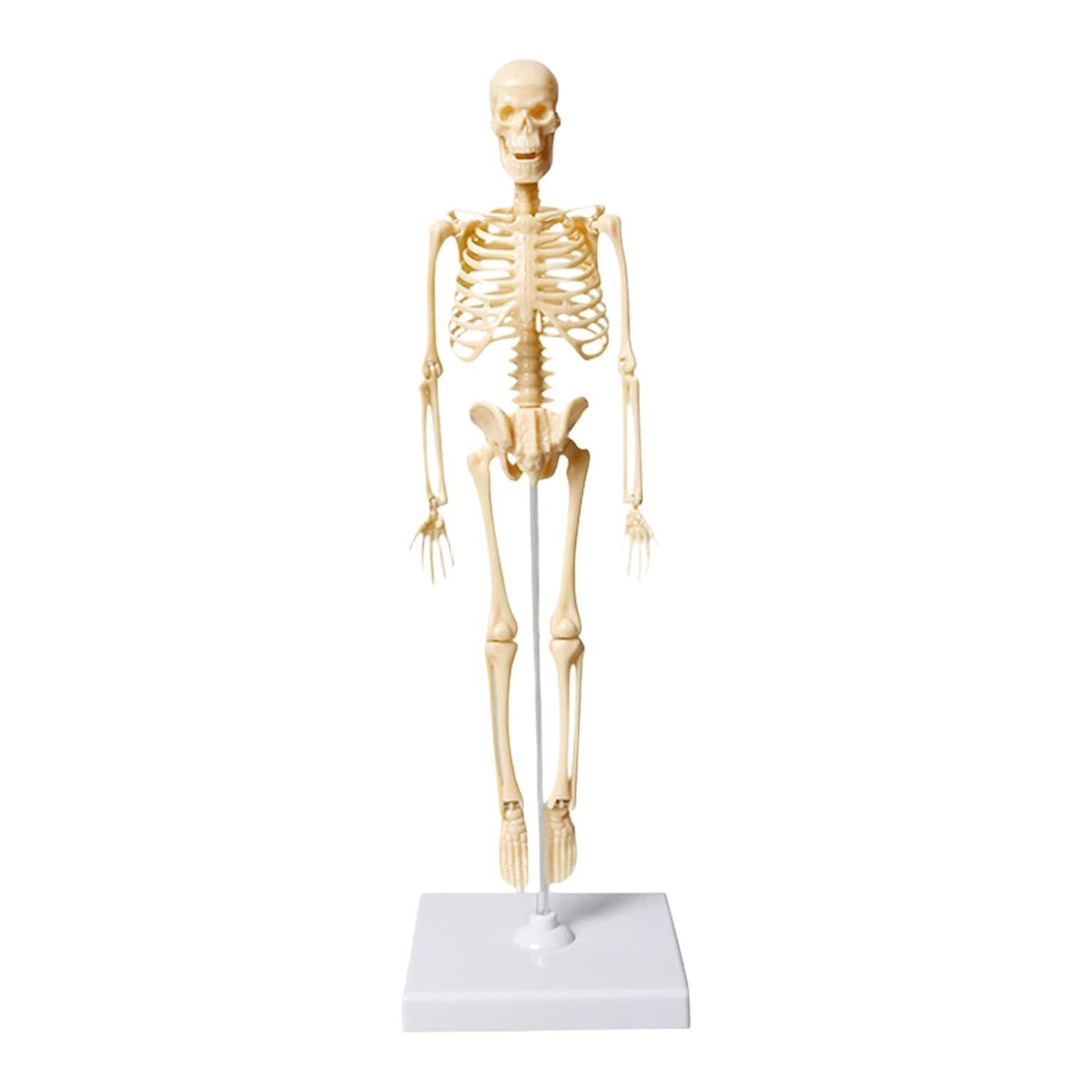 Mini anatomie du squelette - Modèle humain anatomique avec
