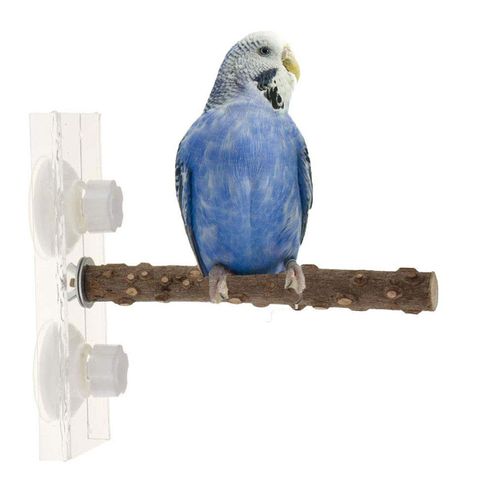 Support De Perroquet Pour Oiseaux, Perchoirs Portables, Aire De Jeux Pour Oiseaux, Ventouse Portable, Fenêtre Pour Oiseaux, Perchoir De Douche, Jouet Pour Oiseaux